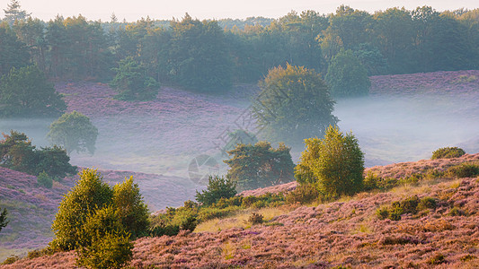 Posbank国家公园Veluwe 紫粉色鲜花加热器盛开薄雾丘陵荒地天空场地远足植物公园爬坡紫色图片