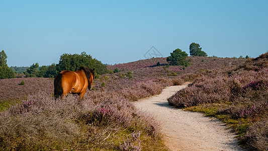 Posbank国家公园Veluwe 紫粉色鲜花加热器盛开荒野旅行紫色动物荒地农村薄雾植物场地天空图片