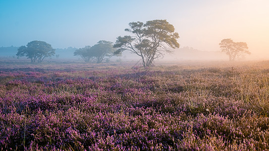 国家公园 Veluwe 盛开的紫色粉红色石南花 Veluwe 上盛开的加热器农村公园草地丘陵爬坡植物场地远足薄雾草本植物图片