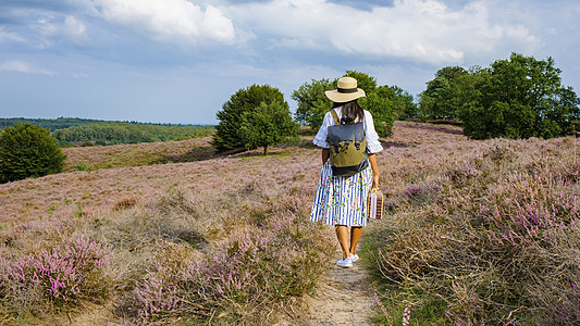 Posbank国家公园Veluwe 紫粉色鲜花加热器盛开丘陵公园紫色女性天空远足场地旅行荒地人行道图片