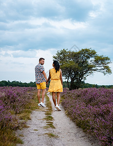 国家公园 Veluwe 盛开的紫色粉红色石南花 Veluwe 上盛开的加热器旅行公园场地丘陵草地植物荒地天空农村远足图片