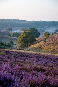 Posbank国家公园Veluwe 紫粉色鲜花加热器盛开爬坡丘陵紫色远足植物薄雾人行道草本植物场地公园图片