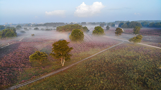 国家公园 Veluwe 盛开的紫色粉红色石南花 Veluwe 上盛开的加热器公园植物农村荒地远足天空草地草本植物场地薄雾图片