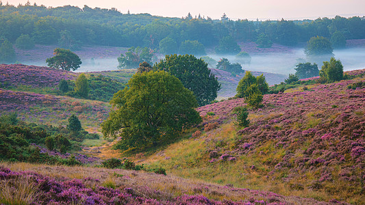 Posbank国家公园Veluwe 紫粉色鲜花加热器盛开场地爬坡人行道农村草本植物公园紫色植物旅行远足图片