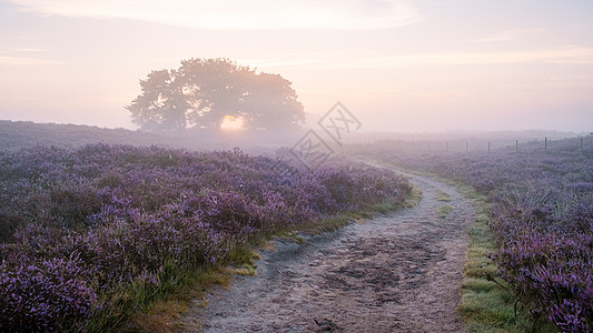 国家公园 Veluwe 盛开的紫色粉红色石南花 Veluwe 上盛开的加热器爬坡丘陵荒地植物旅行远足薄雾草本植物公园草地图片