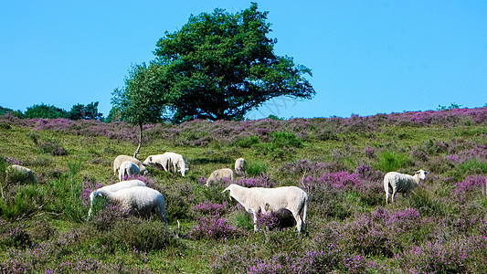 绵羊在Posbank国家公园Veluwe吃草 紫粉色鲜花加热器羊肉农业场地紫色公园薄雾农场植物丘陵荒地图片