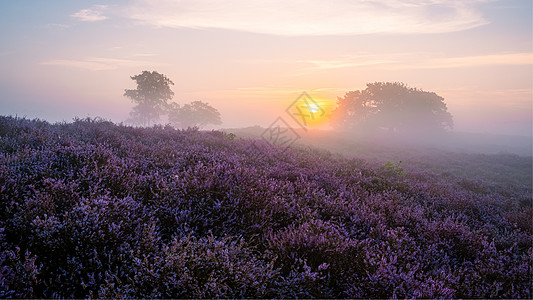 国家公园 Veluwe 盛开的紫色粉红色石南花 Veluwe 上盛开的加热器天空植物场地农村薄雾丘陵草本植物远足草地爬坡图片