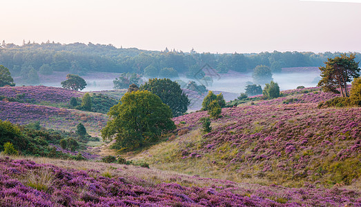 Posbank国家公园Veluwe 紫粉色鲜花加热器盛开植物草本植物荒地丘陵爬坡紫色场地旅行公园远足图片