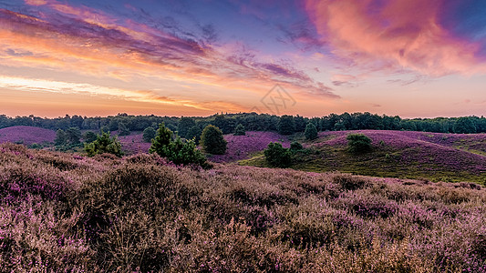 Posbank国家公园Veluwe 紫粉色鲜花加热器盛开旅行紫色荒地薄雾农村公园场地植物丘陵草本植物图片