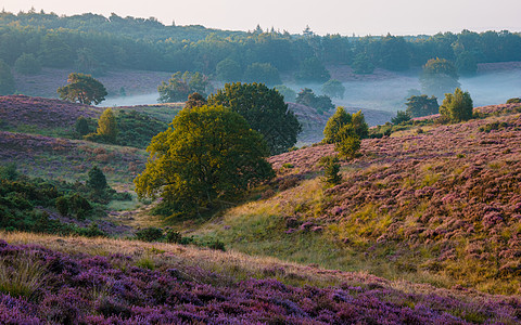 Posbank国家公园Veluwe 紫粉色鲜花加热器盛开荒地爬坡农村公园植物天空草本植物紫色旅行场地图片