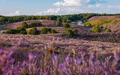 Posbank国家公园Veluwe 紫粉色鲜花加热器盛开丘陵人行道植物公园紫色爬坡天空薄雾荒地旅行图片
