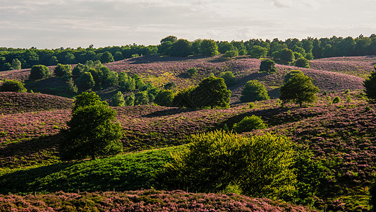 Posbank国家公园Veluwe 紫粉色鲜花加热器盛开农村丘陵紫色草本植物旅行天空远足场地薄雾人行道图片