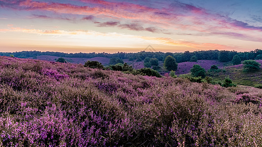 Posbank国家公园Veluwe 紫粉色鲜花加热器盛开薄雾丘陵旅行公园天空植物爬坡场地远足荒地图片