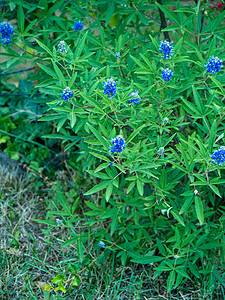 夏季被称为阿格诺卡波花花的L园艺场地紫丁香植物措施荒野植物学生长薰衣草环境图片