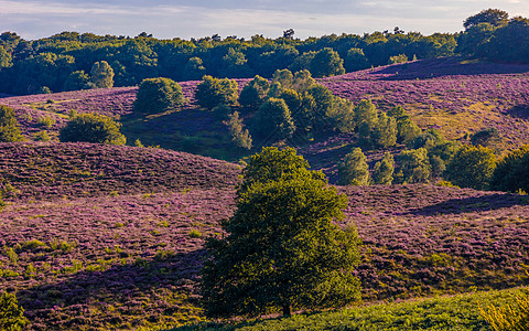 Posbank国家公园Veluwe 紫粉色鲜花加热器盛开爬坡农村薄雾人行道荒地公园丘陵远足草本植物天空图片