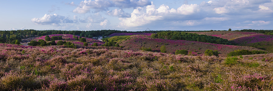 Posbank国家公园Veluwe 紫粉色鲜花加热器盛开天空旅行远足爬坡薄雾丘陵场地公园紫色植物图片