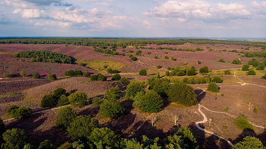 Posbank国家公园Veluwe 紫粉色鲜花加热器盛开公园紫色植物场地薄雾天空旅行远足草本植物爬坡图片