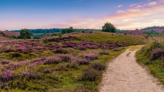 Posbank国家公园Veluwe 紫粉色鲜花加热器盛开公园天空荒地紫色爬坡旅行草本植物丘陵远足植物图片