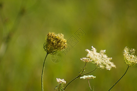 特写野生胡萝卜花和本底绿色模糊植物的芽图片