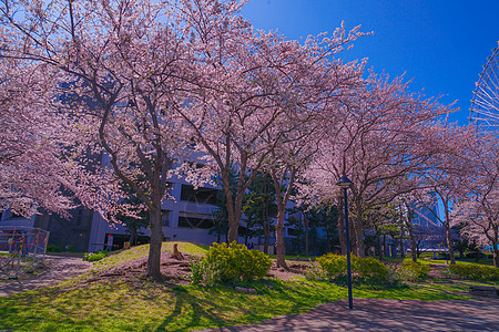 盛开的城市和横滨米那托米拉伊市地标观光景点花瓣植物摩天大楼旅游蓝天樱花火车站图片