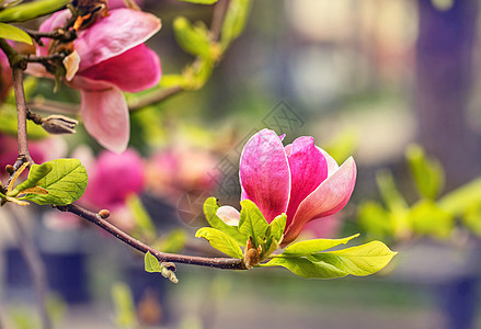 粉红木兰花在一棵树上图片