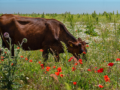牧牛群在草原上行走土地草本植物鼻子草地晴天场地动物牛肉农业稻草图片