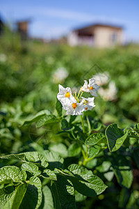 鲜花马铃薯 马铃薯花朵在阳光下开花 在植物中生长花园食物农场收成农业土豆季节花瓣农田叶子图片