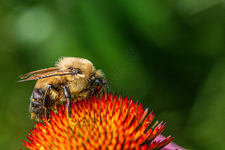 花粉覆盖的一只大黄蜂忙着收集花蜜蜜蜂蜂蜜草地绿色昆虫花瓣花园翅膀植物宏观背景图片