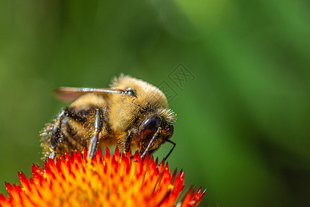 花粉覆盖的一只大黄蜂忙着收集花蜜宏观花园蜜蜂植物荒野翅膀绿色熊蜂野生动物昆虫背景图片