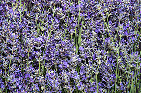 绿色花枝紧贴的青紫色鲜花花丛中美丽的花草背景治疗娱乐美味气泡花束蓝色植物场地花园芳香图片