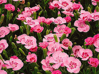 英格兰赫特福德郡花园中心的美丽花朵 种植和园艺植物花园场地环境绿化后院花艺管理晴天花瓣图片