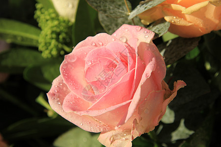 大粉红玫瑰 雨后有水滴粉色花洒太阳阳光花瓣背景图片