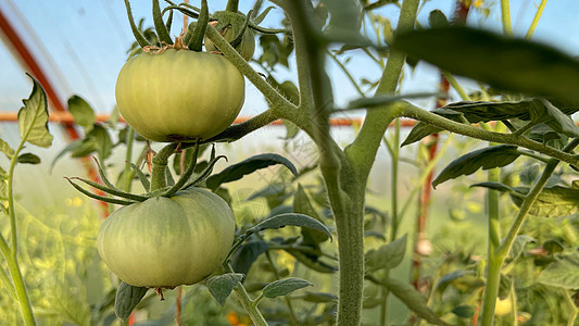温室西红柿植物 绿色西红柿种植园 有机耕种 年轻蕃茄植物生长在温室里土壤养分灌木叶子食物发芽花园农业蔬菜园艺图片