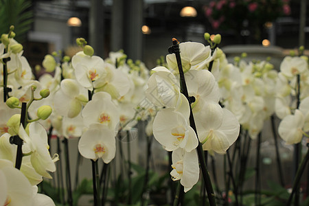 蓝兰花 黄心白雪白植物植物群花瓣兰花异国粉色白色情调绿色热带图片