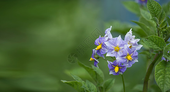 鲜花马铃薯植物 土豆花花花花绿色季节食物场地植物群蔬菜土豆花园叶子花朵图片