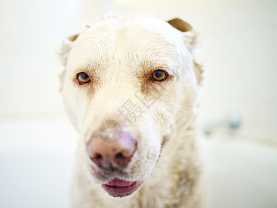 妈妈说我是她英俊先生 在家里洗澡的可爱狗啊背景图片