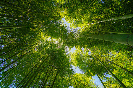 竹林的阳光照太阳景点植物建筑蓝天车灯旅游绿色寺庙雨季晴天图片