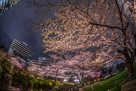 重型花园夜间樱桃花(拉普海宁)图片