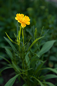 花园里的兰斯立夫的黄花黄色雏菊叶子野花花瓣长矛植物群披针形植物金子图片