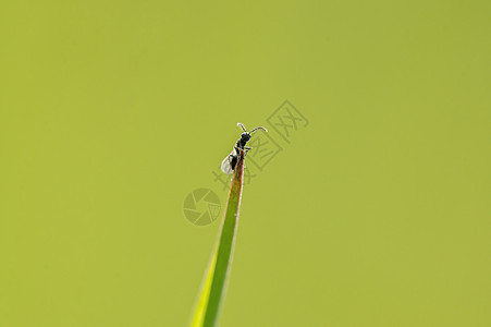 一只苍蝇坐在草地上生物季节野生动物昆虫环境动物宏观飞行害虫荒野图片