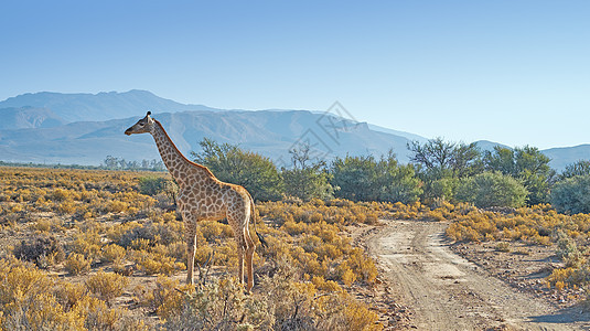 美丽的长颈鹿 一张美丽的长颈鹿在南非大草原傍晚的照片脖子假期场景公园野生动物旅游旅行蓝色太阳哺乳动物图片