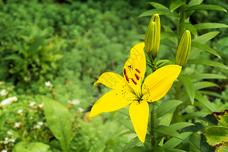 夏花园的黄色百合花百合植物季节花园花束花瓣橙子园艺植物群叶子图片