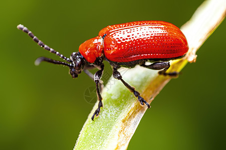 一个红百合甲虫坐在叶子上荒野怪物甲虫季节环境花粉动物群害虫小动物生物学图片
