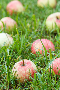 果园绿草上的红苹果 成熟的苹果农场饮食红色团体季节水果收成农业花园绿色图片