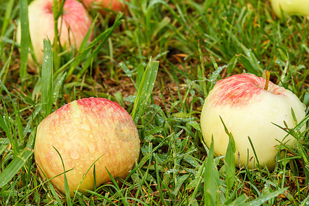 果园绿草上的红苹果健康绿色饮食食物季节植物叶子农场收成红色图片