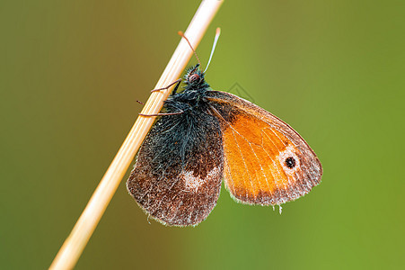 一个棕褐色的黄黄色 坐在草地上蠕变栖息地飞行动物鳞翅目宏观翅膀昆虫脆弱性蝴蝶图片