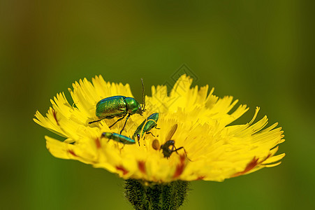 数个绿色甲虫坐在黄花上图片