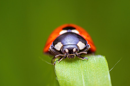 一只红色的母虫坐在草原上的草叶上怪物天线宏观昆虫动物群生物学动物花粉生物环境图片