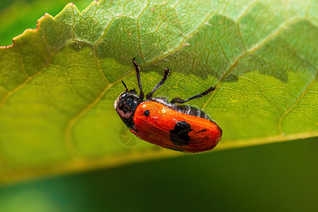 一只蚂蚁袋甲虫坐在树叶上昆虫季节甲虫害虫花园草地翅膀天线环境野生动物图片