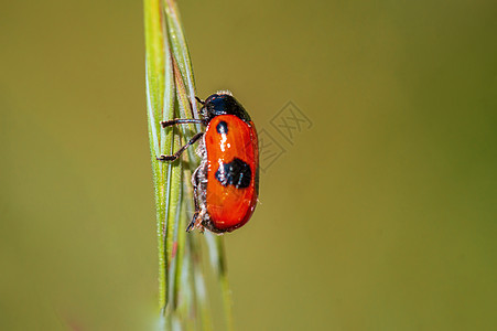 一只蚂蚁袋甲虫坐在草地的一条小树上头发昆虫季节生物小动物漏洞天线脆弱性害虫翅膀图片